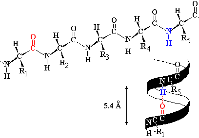 peptide arranged as in helix