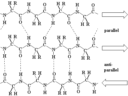 beta sheet, parallel and antiparallel